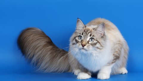 кот, пушистый хвост, глаз, фотосессия