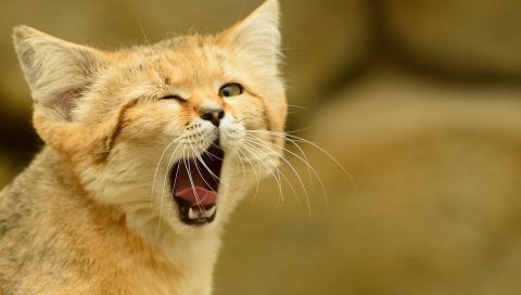 Дикая кошка, кошачья песок-дюна, песочный кот