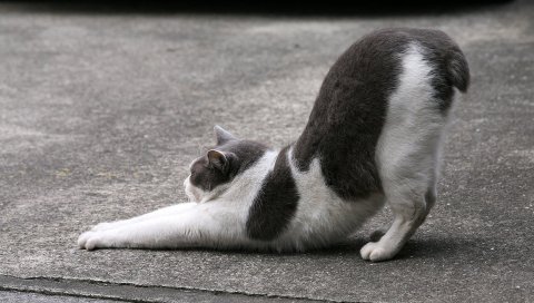 Кот, догнать, без хвоста, пятнистый