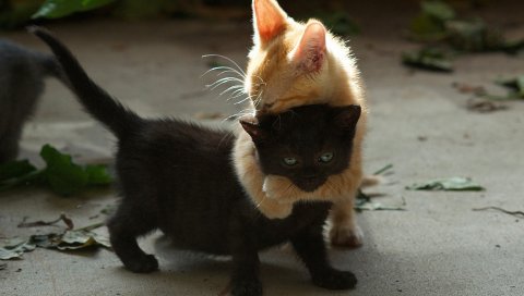 Котята, пара, игривый, черный, красный