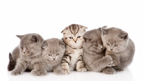Котята, пушистые, складки, полосатые