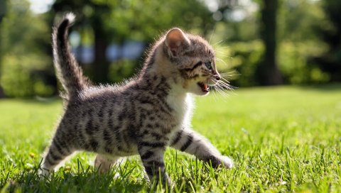 Котенок, прогулки, трава, малыш