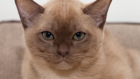 Бирманская кошка, котенок, лицо, глаза