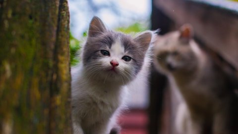 Котенок, взгляд, улица, пятнистый