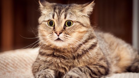 Кошка, удивление, взгляд, полосатый