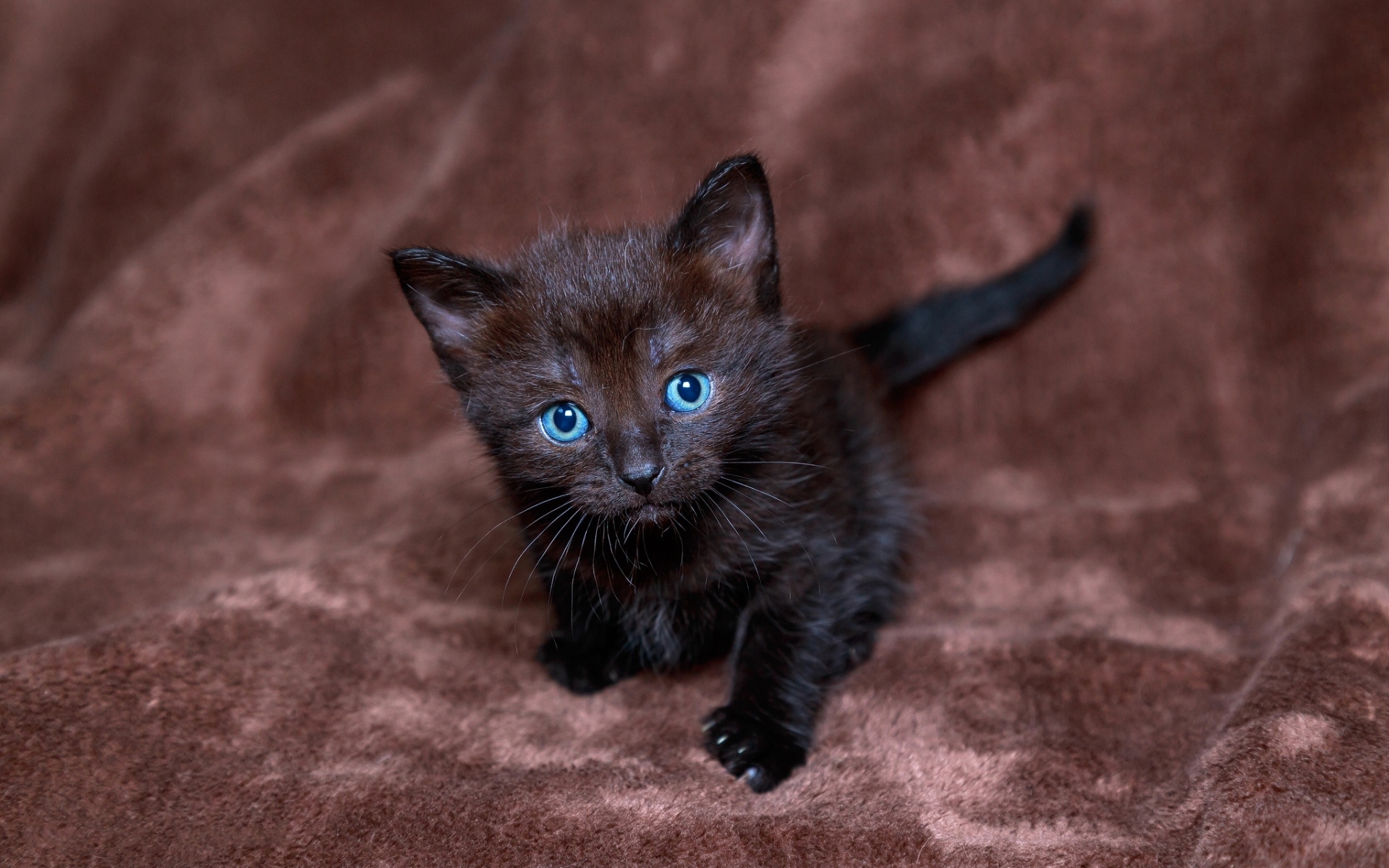 Картинки Котенок, черный, синий, мальчик фото и обои на рабочий стол