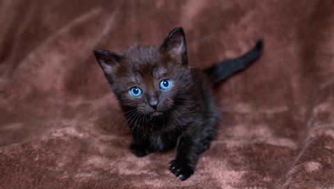 Котенок, черный, синий, мальчик