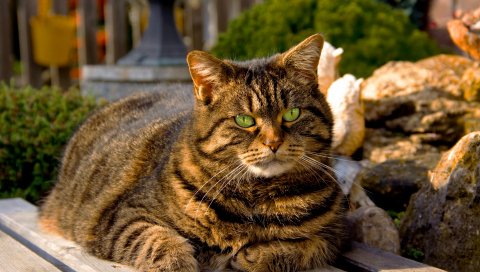 Кошка, полосатая, толстая, тень