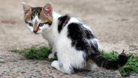 Котенок, пятнистый, трава, асфальт
