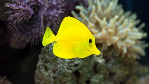 Рыба, желтый, подводный, водоросли