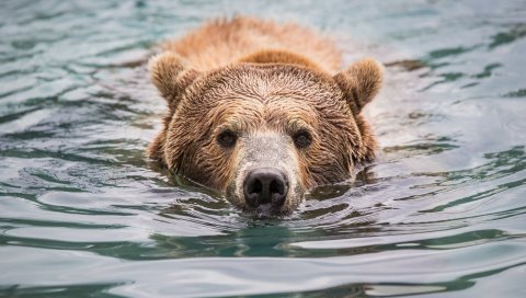 Медведь, лицо, вода, мокрый, взгляд