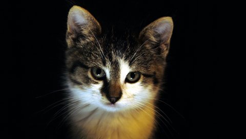 Котенок, лицо, темные глаза