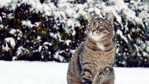 Кот, зима, снег, вид
