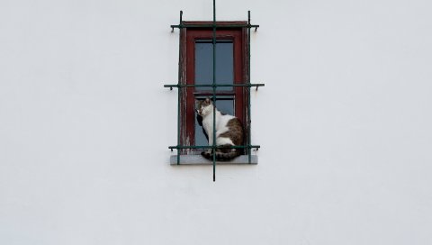 Кот, окно, минимализм, стекло