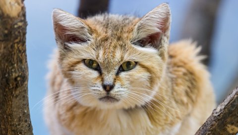 Песчаный кот, киска, лицо, полосатый