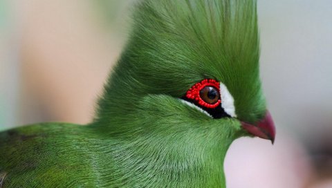 Guinea turaco, домашняя птица, профиль, глаза, яркий цвет