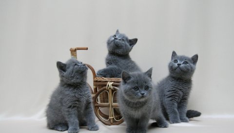 Котята, британцы, цвет, эскиз, фотосессия