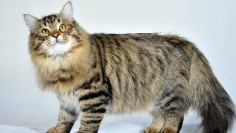 Сибирская кошка, пушистая, кошка, полосатая