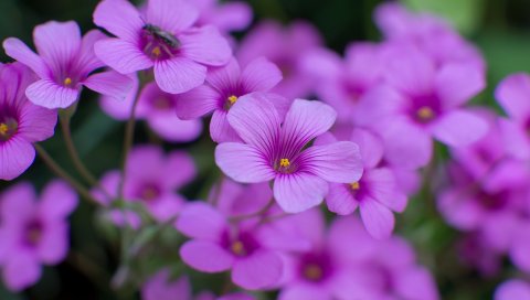 Oxalis, цветы, фиолетовый, размытие, лепестки, насекомое, макро