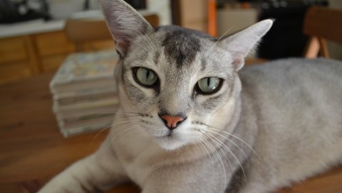 Бурмилла, кошка, глаза, цвет, порода