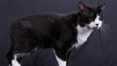 Manx cat, цвет, порода, фотосессия