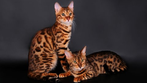 Бенгальская кошка, кошка, пара, цвет леопарда