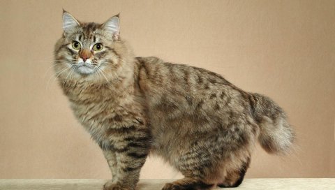 Американский бобтейл, кошка, короткий хвост, полосатый