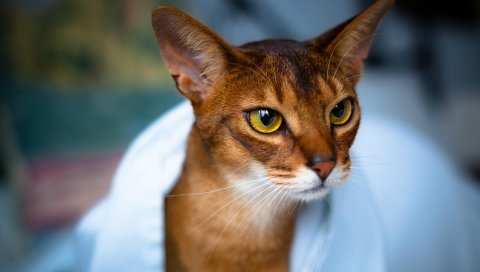 Абиссинская кошка, лицо, глаза, красивая, кошка