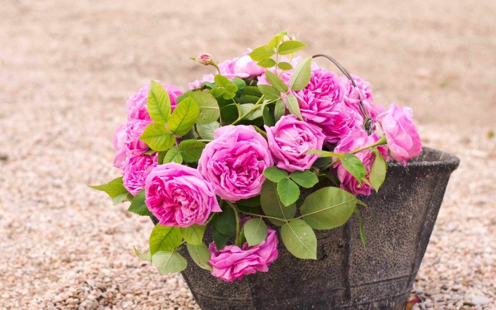 Картинки розы, ведра, букет фото и обои на рабочий стол