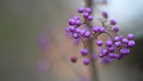 kallikarpa, ягодный, сирень, макро