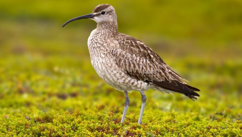 Numenius phaeopus, птица, Бекасовые