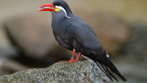 Inca крачки, усы, птица
