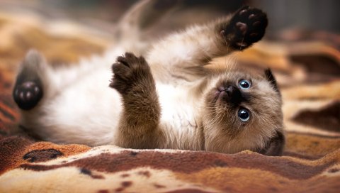 котенок, кошка, игривая, вниз, лапа