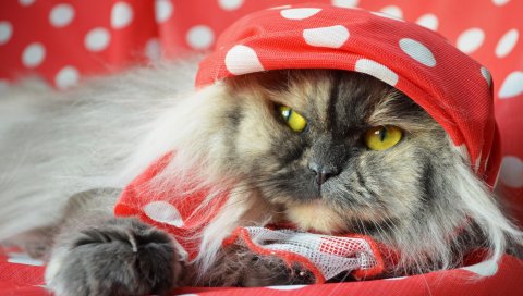 кот, пушистый, шаль, лежа, лицом