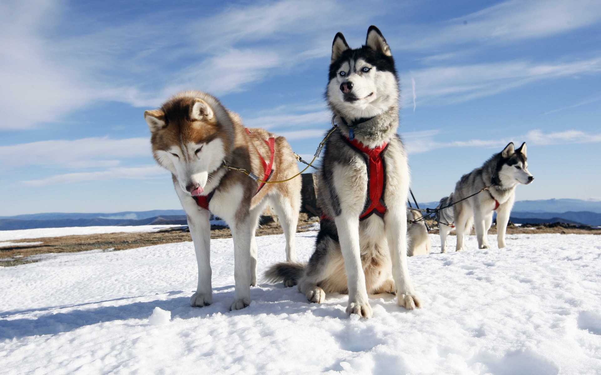 Картинки собачьих, пара, собак, снег, Alaska фото и обои на рабочий стол