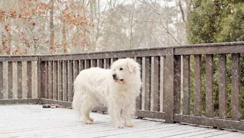 собака, снег, забор, стоит
