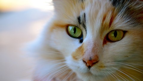 кошки, лицо, глаз, цвета, полосатой
