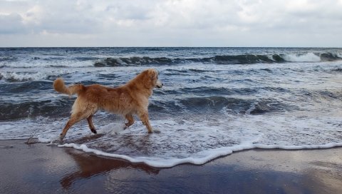 собака, прогулка, море, пляж, серфинг