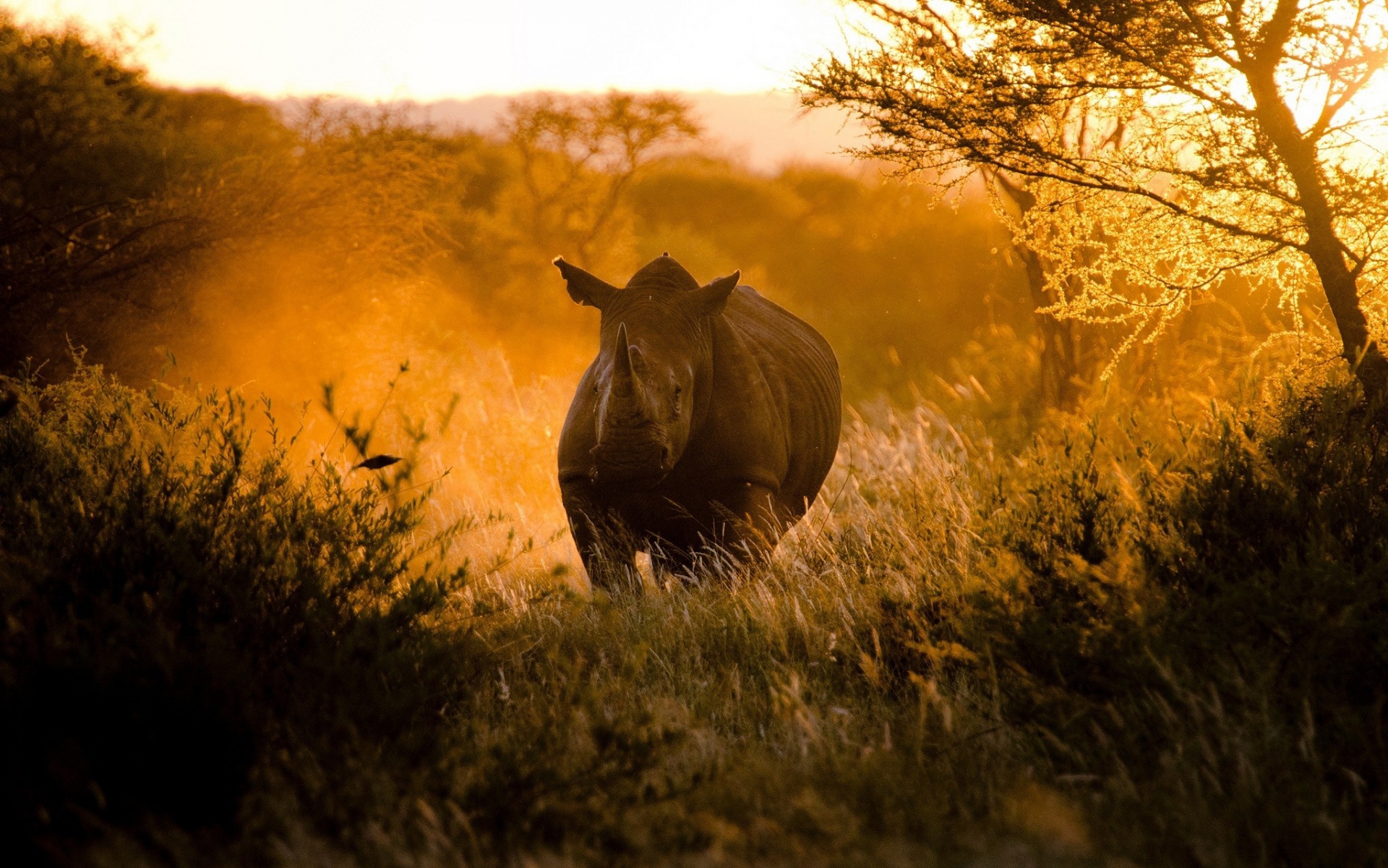 Картинки носорог, утро, свет, африка фото и обои на рабочий стол
