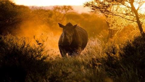 носорог, утро, свет, африка