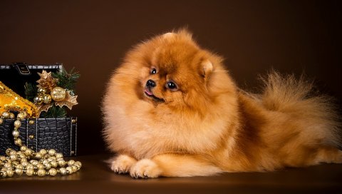 шпиц, ларец, собака, вниз, щенок