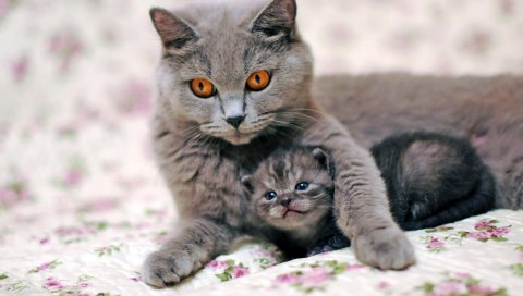 кот, котенок, забота, нежность