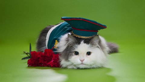 кот, пушистый, глаза, шляпа, цветы
