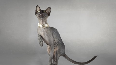 кошка, сфинкс, глаз, воротник, игривый