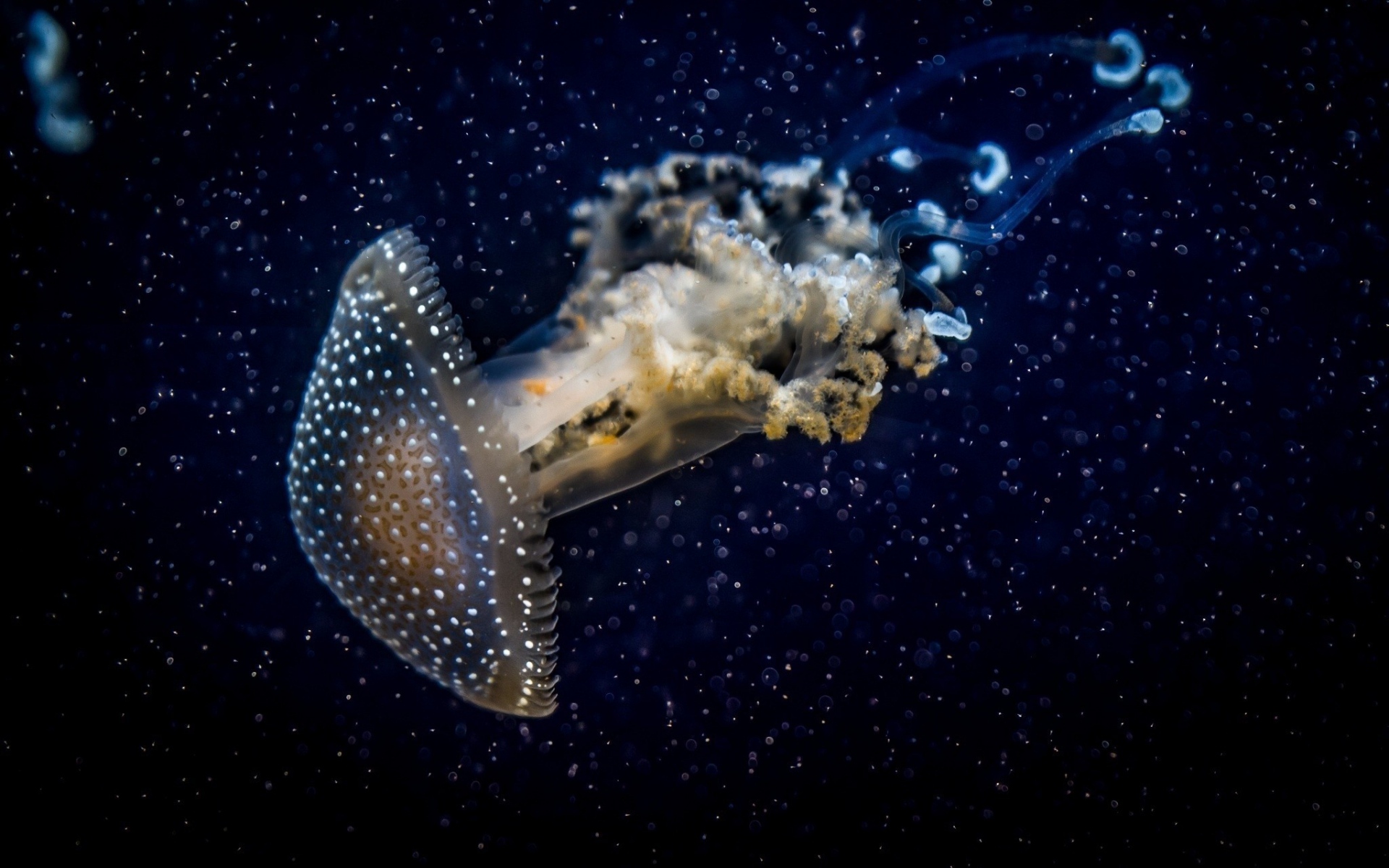 Картинки медузы, подводный, темный фото и обои на рабочий стол