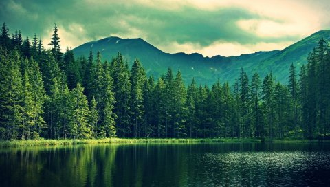 гора, лето, озеро, дерева, лес
