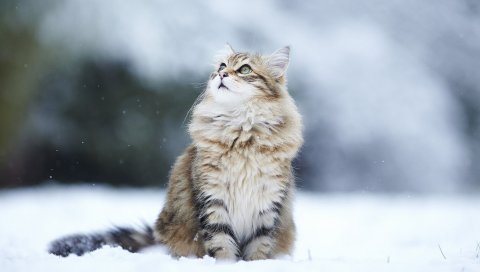 кошка, снег, глаза, пушистый