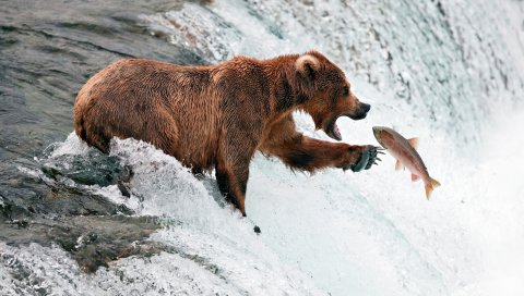 медведь, рыба, водопад, брызги, вода