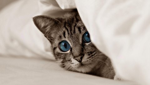 котенок, кошка, лицо, голубые глаза
