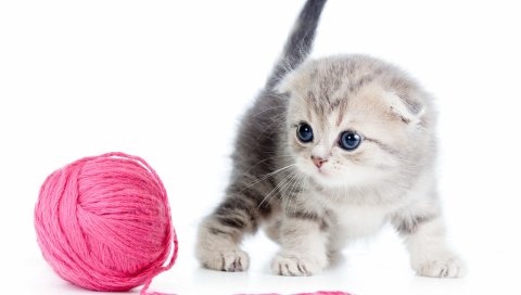 котенок, мяч, нитки, белый фон